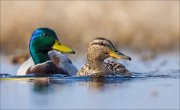 15_DSC1718_Mallard_discredit_65pc