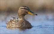 15_DSC1732_Mallard_doubt_64pc