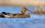 15_DSC1769_Mallard_aspect_56pc