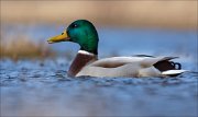 15_DSC1793_Mallard_pecten_81pc