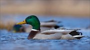 15_DSC1804_Mallard_facet_80pc