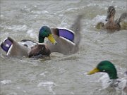 P1460441_Mallard_fighting_for_bread_100pc