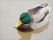 P1460489_Mallard_male_in_yellow_water_MinskZoo_100pc