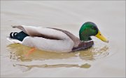 P1460510_Mallard_male_after_diving_MinskZoo_90pc