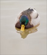 P1460515_Mallard_male_frowning_MinskZoo_107pc