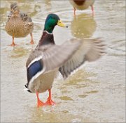 P1460807_Mallard_male_flapping_of_the_wings_75pc_MinskZoo