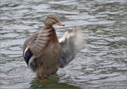 P1470347_Mallard_female_flapping_of_her_wing_66pc