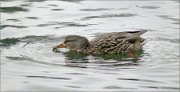 P1470394_Mallard_female_creating_concentric_circles_68pc