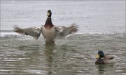 P1470488_Mallard_male_display_59pc