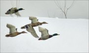 P1470586_Mallard_flying_group_59pc