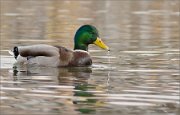 P1480924_Mallard_with_drops_43pc