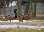 P1490006_Mallards_walking_on_road_68pc