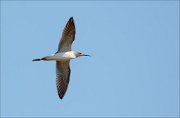 17_DSC1220_Marsh_Sandpiper_solely_14pc