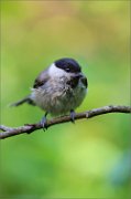 02_DSC0803_Marsh_Tit_vertical_align_92pc