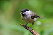 02_DSC1219_Marsh_Tit_on_stump_75pc