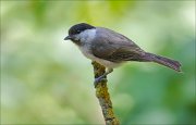 11_DSC4246_Marsh_Tit_shadow_80pc