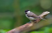 11_DSC4643_Marsh_Tit_turnaround_66pc