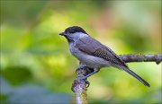 11_DSC5489_Marsh_Tit_freezed_67pc