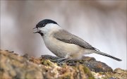 21_DSC7863_Marsh_Tit_confusion_57pc