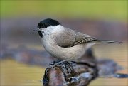 22_DSC9529_Marsh_Tit_crusty_79pc