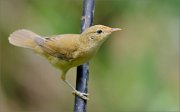 02_DSC1720_Marsh_Warbler_juv_72pc