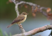 12_DSC5671_Marsh_Warbler_reticence_83pc