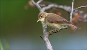 12_DSC5681_Marsh_Warbler_antics_61pc