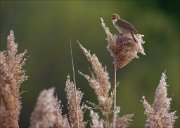 13_DSC8893_Marsh_Warbler_voice_67pc