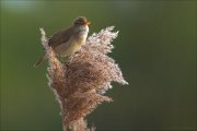 13_DSC8948_Marsh_Warbler_silent_thrill_53pc