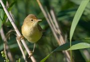 20_DSC2388_Marsh_Warbler_ablaze_58pc