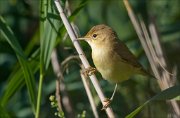 20_DSC2391_Marsh_Warbler_suppressed_61pc