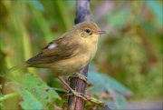 22_DSC5947_Marsh_Warbler_sting_83pc