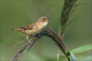 23_DSC5758_Marsh_Warbler_climb_32pc