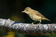 23_DSC6776_Marsh_Warbler_odd_54pc