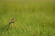 02_DSC0265_Meadow_Pipit_enliven_100pc