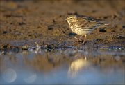 23_DSC4003_Meadow_Pipit_enclose_20pc