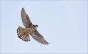 14_DSC7659_Merlin_spread_38pc