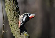 07_DSC1246_Middle_Spotted_Woodpecker_headache_85pc