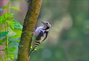 11_DSC4140_Middle_Spotted_Woodpecker_plasticine_104pc