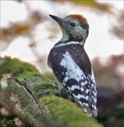 11_DSC4191_Middle_Spotted_Woodpecker_impendence_74pc