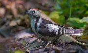 11_DSC4211_Middle_Spotted_Woodpecker_pretty_107pc