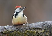 24_DSC3872_Middle_Spotted_Woodpecker_lucid_54pc