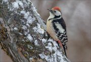 24_DSC4127_Middle_Spotted_Woodpecker_rind_62pc