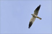 01_DSC1436_Montagus_Harrier_in_flight_45pc_nx2