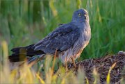 01_DSC7957_Montagus_Harrier_mister_panoramic_187pc