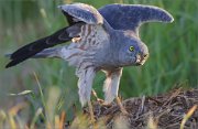 01_DSC7961_Montagus_Harrier_meeting_the_female_103pc