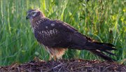 01_DSC7992_Montagu's_Harrier_rathe_bird_insane_pan_177pc