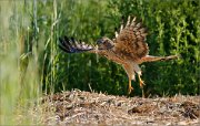 01_DSC8116_Montagus_Harrier_female_fly_up_with_nest_material_101pc