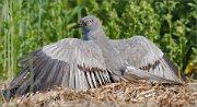 01_DSC8143_Montagus_Harrier_tanning_109pc