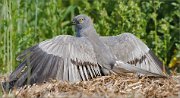 01_DSC8143_Montagus_Harrier_tanning_109pc